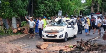 Mobil Turis Tertimpa Pohon di Bali: Ibu Tewas, Anaknya Selamat