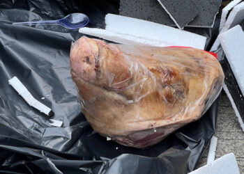 Teror Terhadap Jurnalistik!!! Tempo Dapat Kiriman Kepala Babi