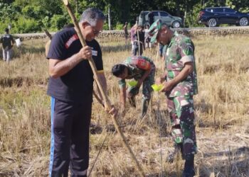 Wakil Bupati Dan Dandim 1613/Sumba Barat Tanam Jagung Bersama Petani di Desa Bodo Hula