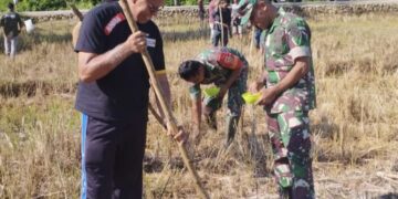 Wakil Bupati Dan Dandim 1613/Sumba Barat Tanam Jagung Bersama Petani di Desa Bodo Hula