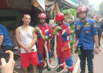 Penemuan Ular Sanca 2,5 Meter Dalam Rumah Warga. Gegerkan Warga RW 08 Utan Panjang kemayroan jakarta pusat . 