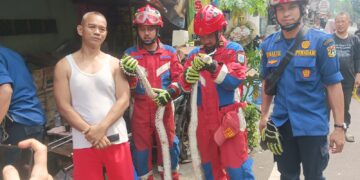 Penemuan Ular Sanca 2,5 Meter Dalam Rumah Warga. Gegerkan Warga RW 08 Utan Panjang kemayroan jakarta pusat . 