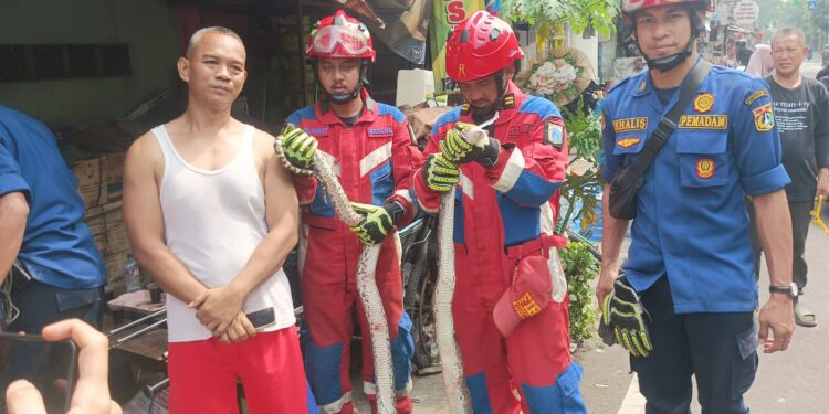 Penemuan Ular Sanca 2,5 Meter Dalam Rumah Warga. Gegerkan Warga RW 08 Utan Panjang kemayroan jakarta pusat . 