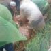 Bandung Barat Berduka lagi , Terjadi Tanah Longsor Yang Berakibat Ada Korban Nyawa