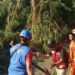 Curah Hujan Yang Tinggi Dan Angin Kencang Di Cimahi Sebabkan Pohon Tumbang Dan Beberapa Rumah Rusak