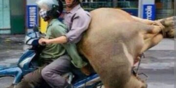 Raib nya Dana Hibah Dari Kementerian Pertanian Tahun 2018 Di Desa Tanjung Wangi Kabupaten Subang Mulai Terkuak,Salah Satu Bakal Calon Kades Tanjung wangi Subang di Duga Terseret