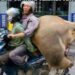 Raib nya Dana Hibah Dari Kementerian Pertanian Tahun 2018 Di Desa Tanjung Wangi Kabupaten Subang Mulai Terkuak,Salah Satu Bakal Calon Kades Tanjung wangi Subang di Duga Terseret